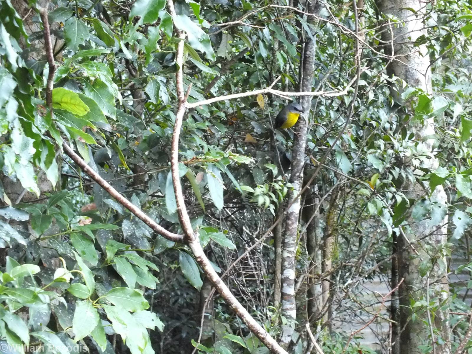 Eastern Yellow Robin - Lamington National Park
