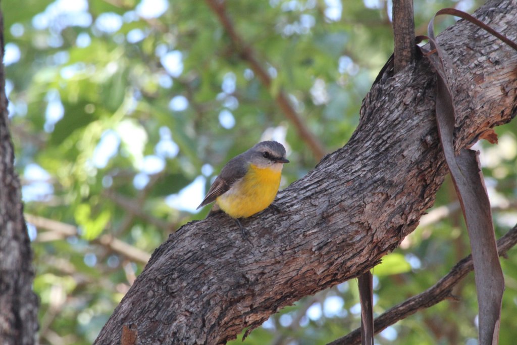 Eastern Yellow Robin - wild