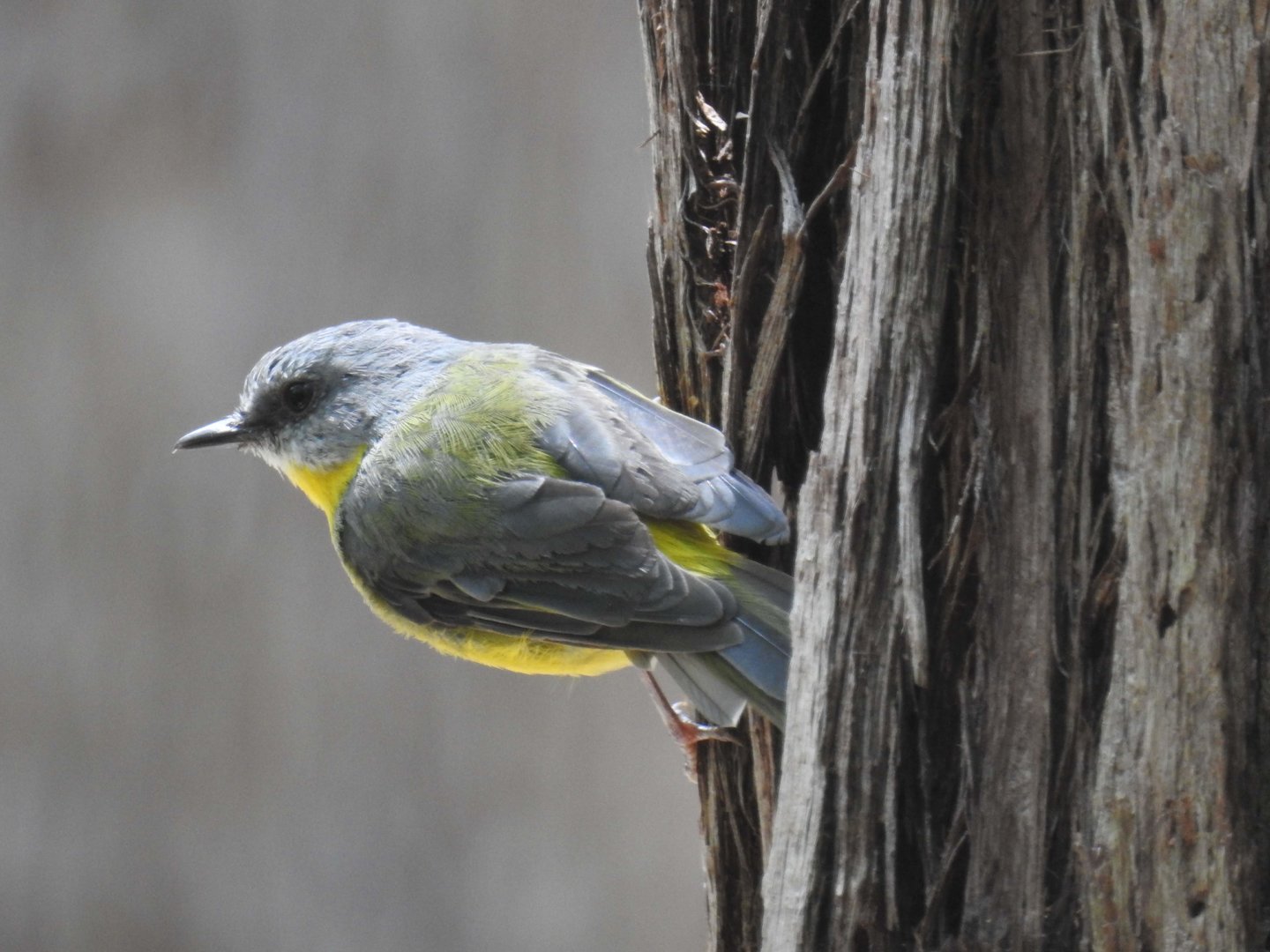 Eastern Yellow-Robin (wild)
