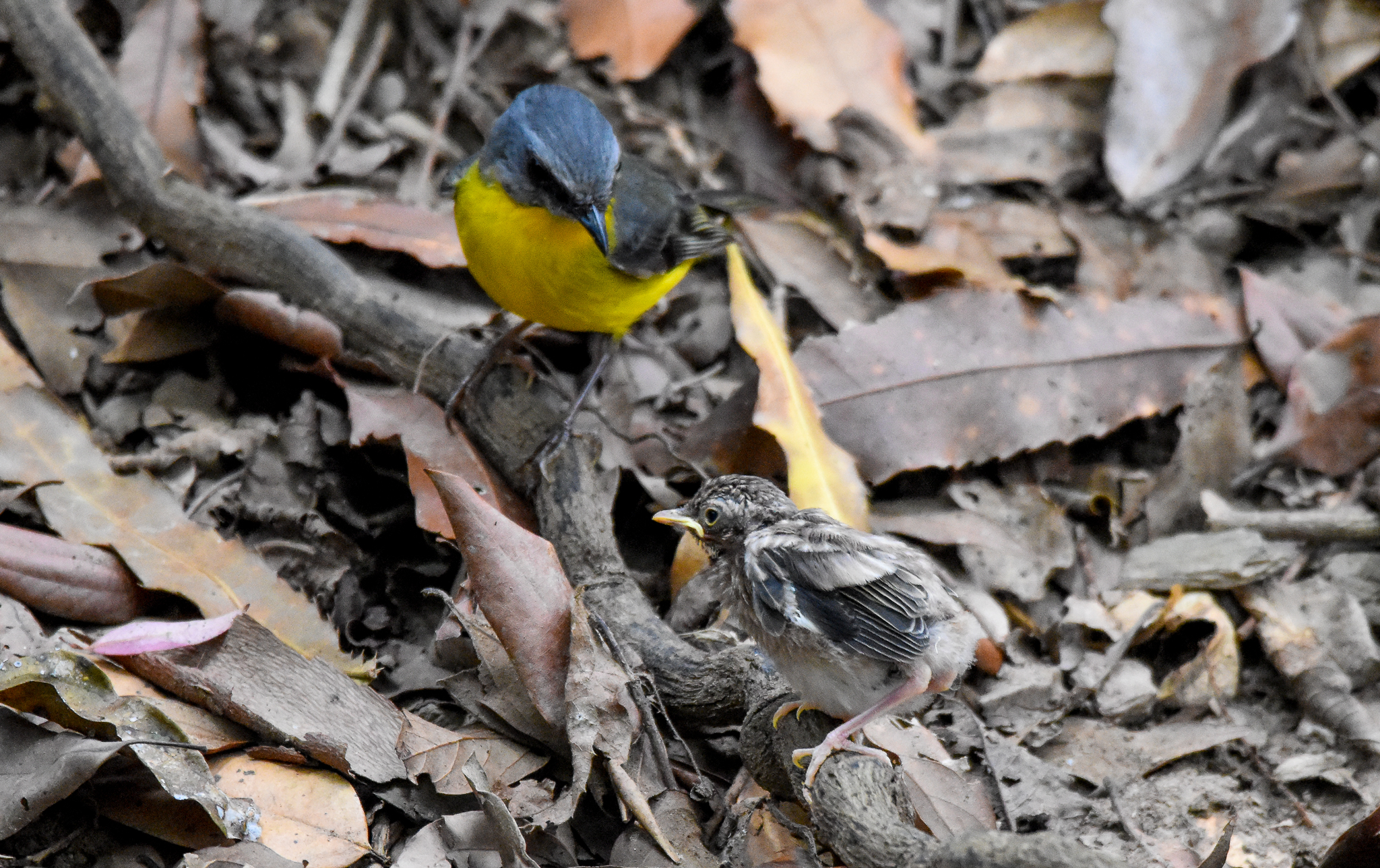 Eastern Yellow Robin with chick