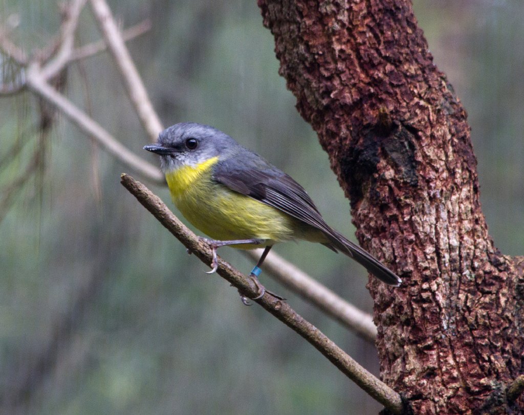 Eastern Yellow Robin