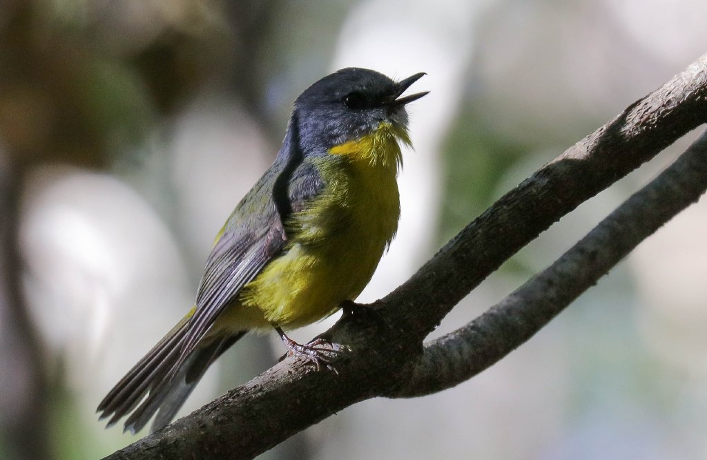 Eastern Yellow Robin