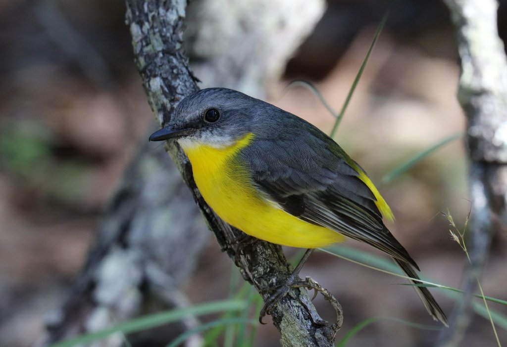 Eastern Yellow Robin