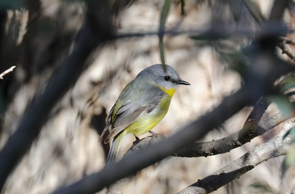 Eastern Yellow Robin