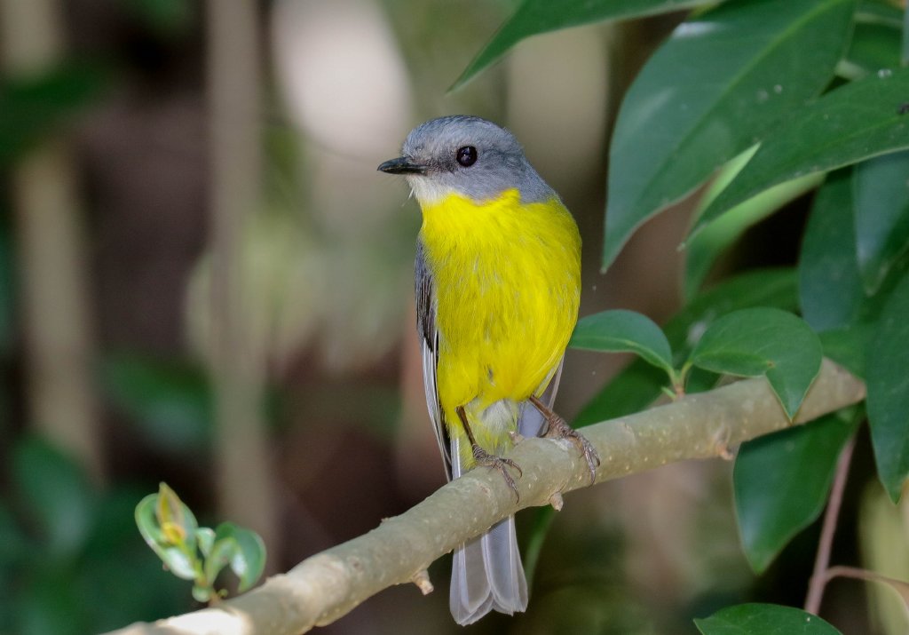 Eastern Yellow Robin