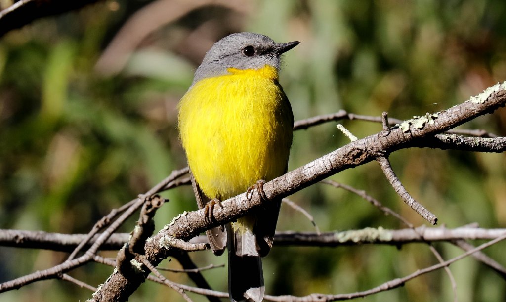 Eastern Yellow Robin
