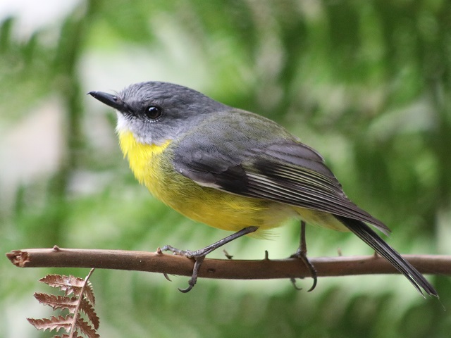 Eastern Yellow Robin