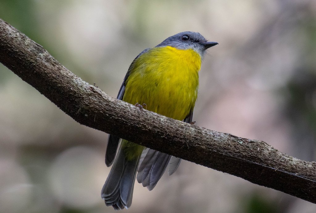 Eastern Yellow Robin
