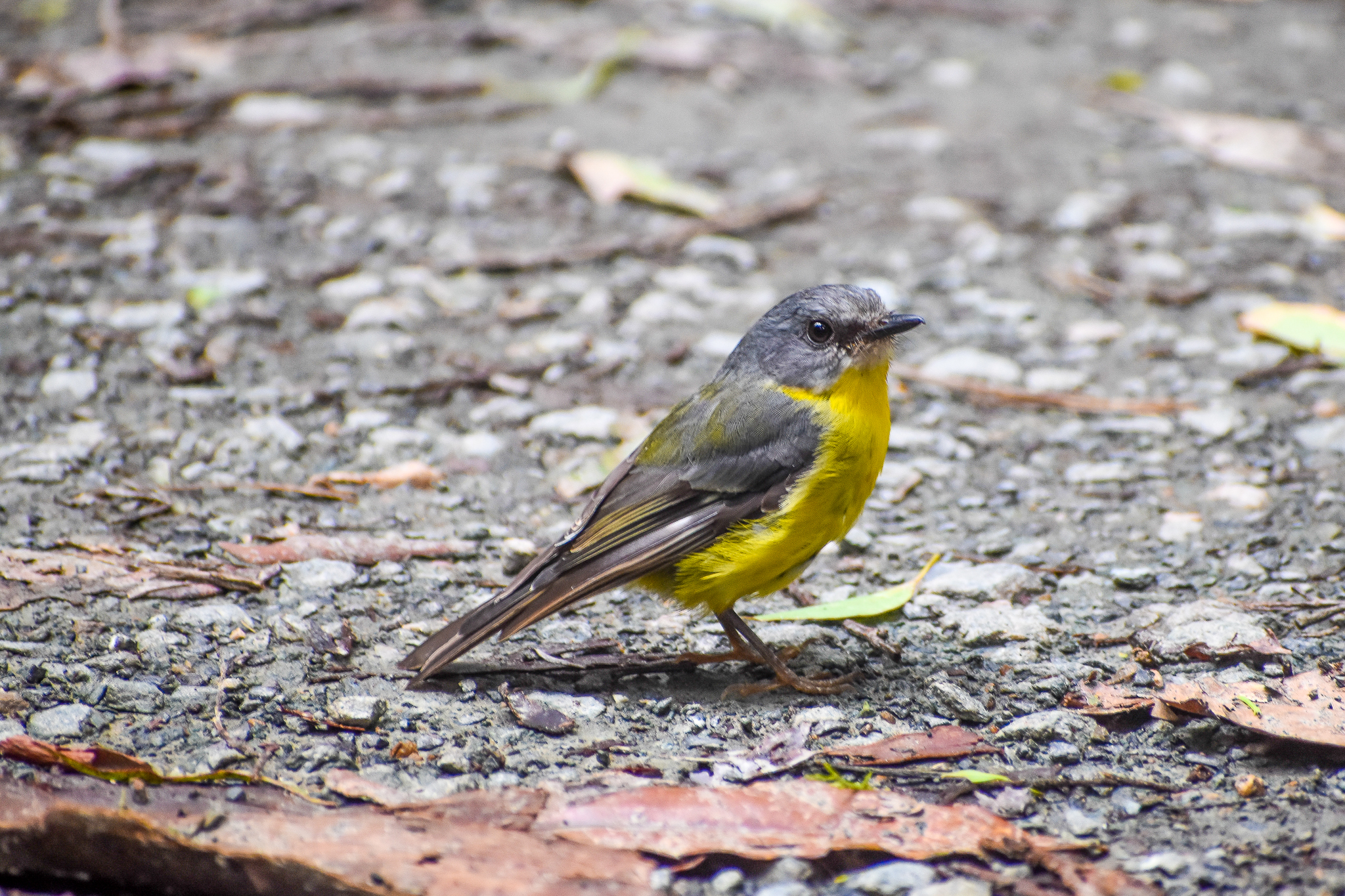 Eastern Yellow Robin