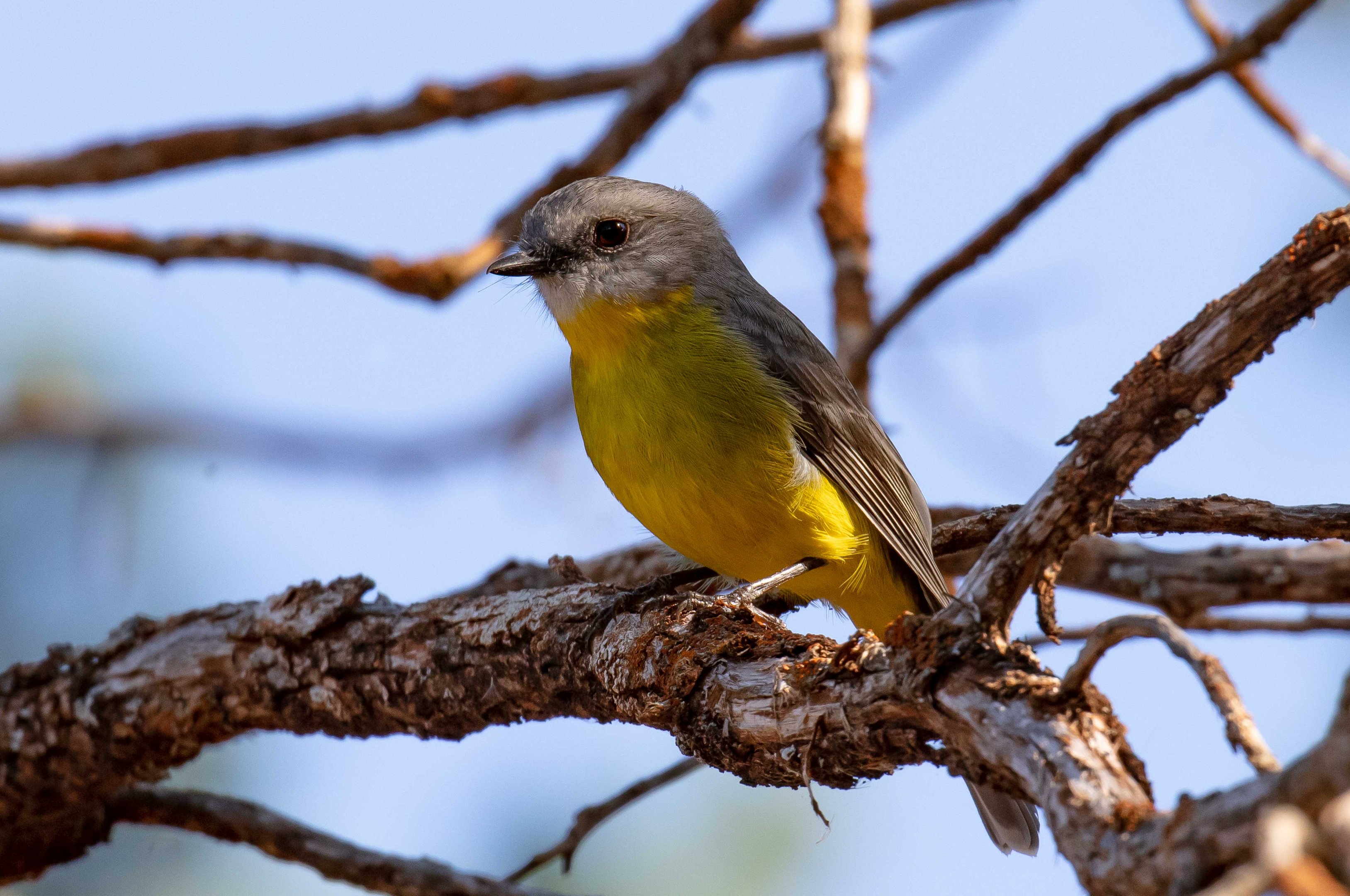 Eastern Yellow Robin
