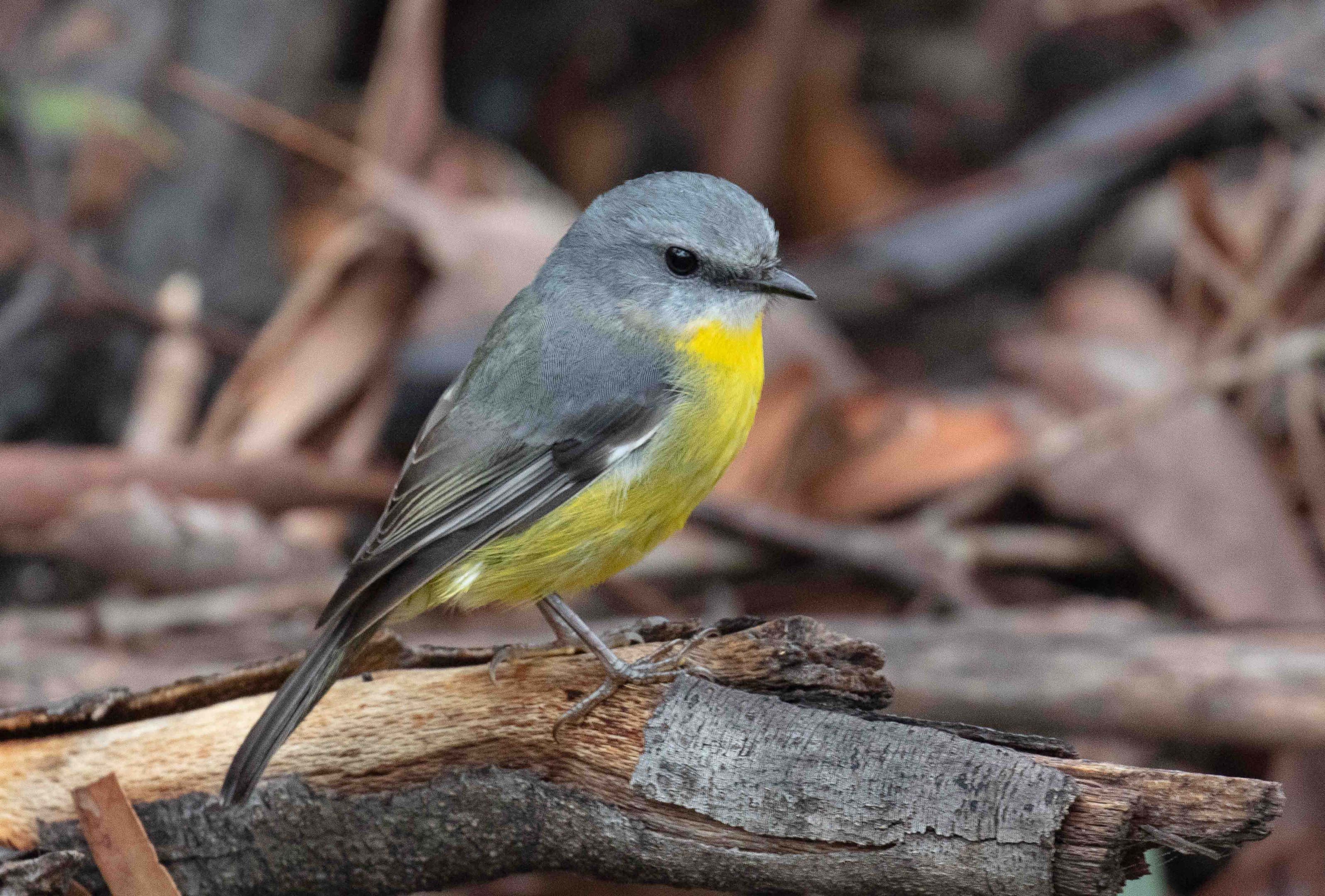 Eastern Yellow Robin