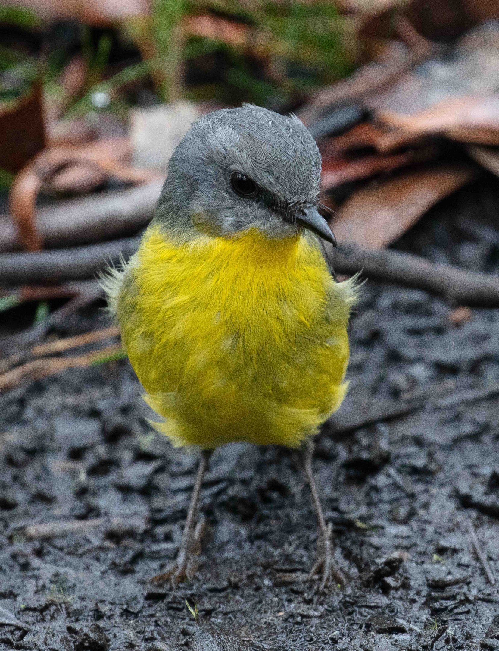 Eastern Yellow Robin