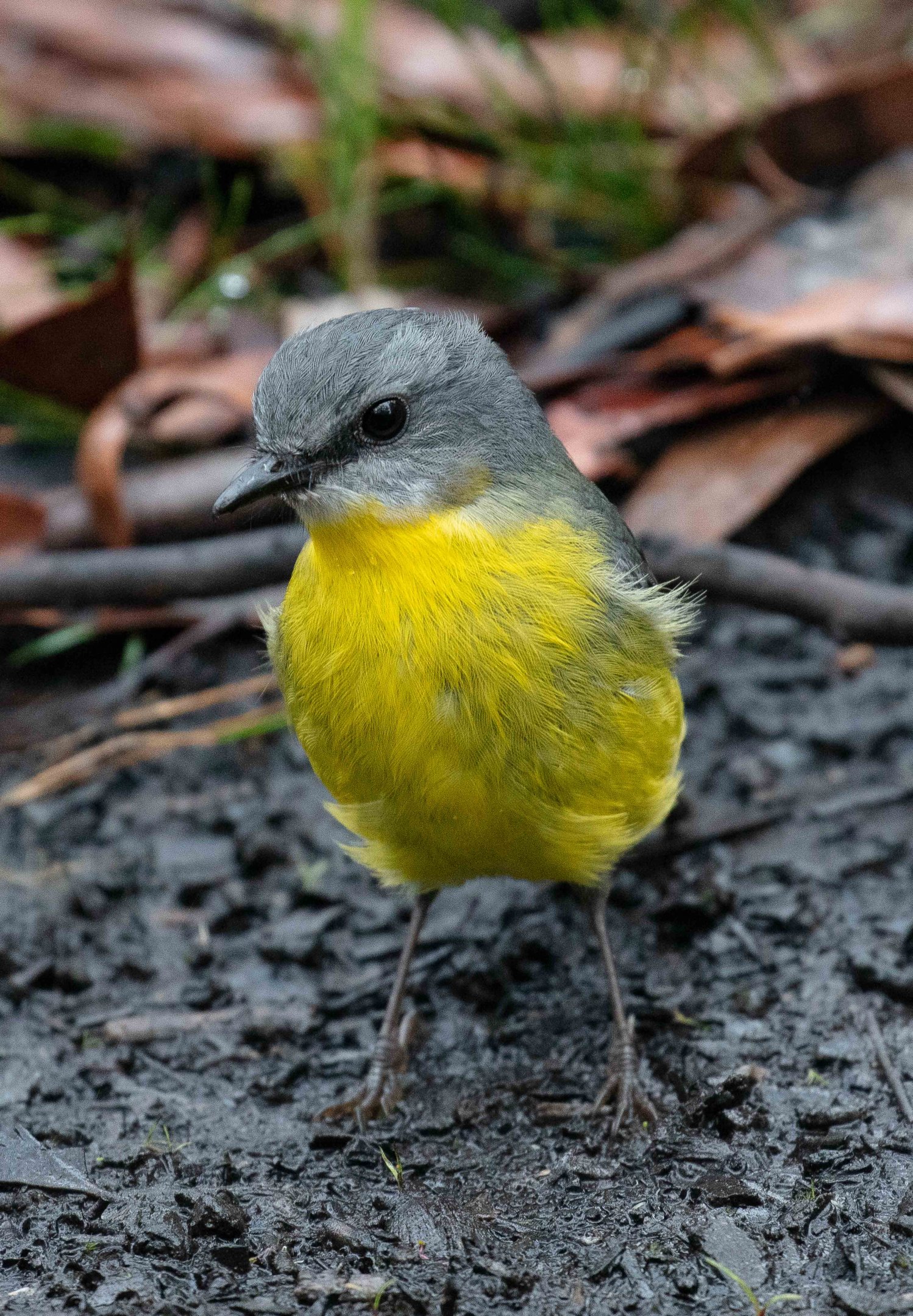 Eastern Yellow Robin