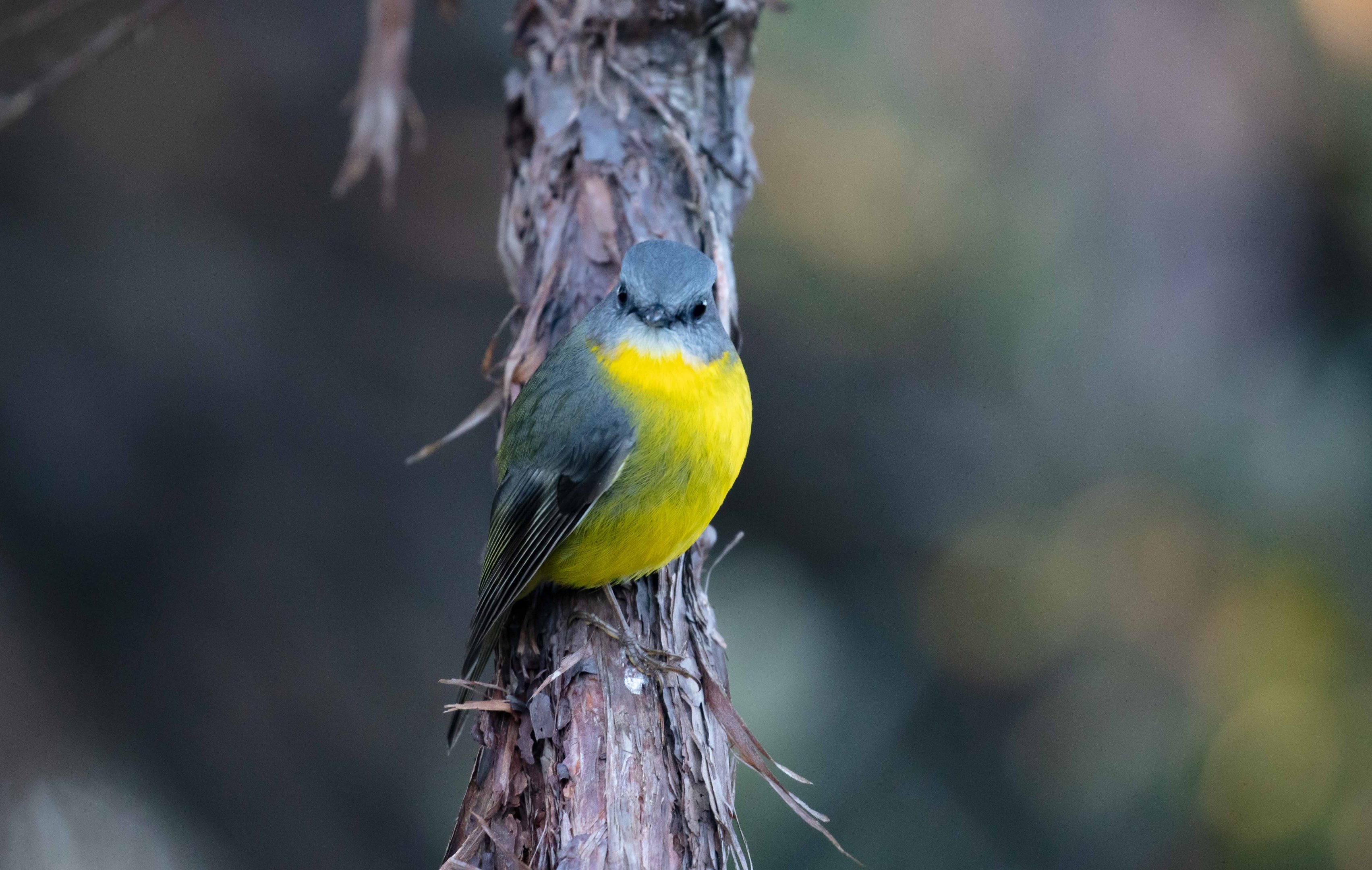 Eastern Yellow Robin
