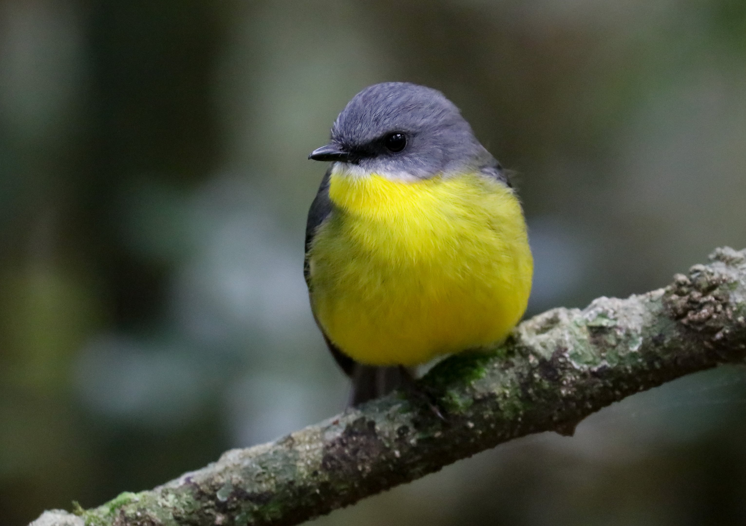 Eastern Yellow Robin