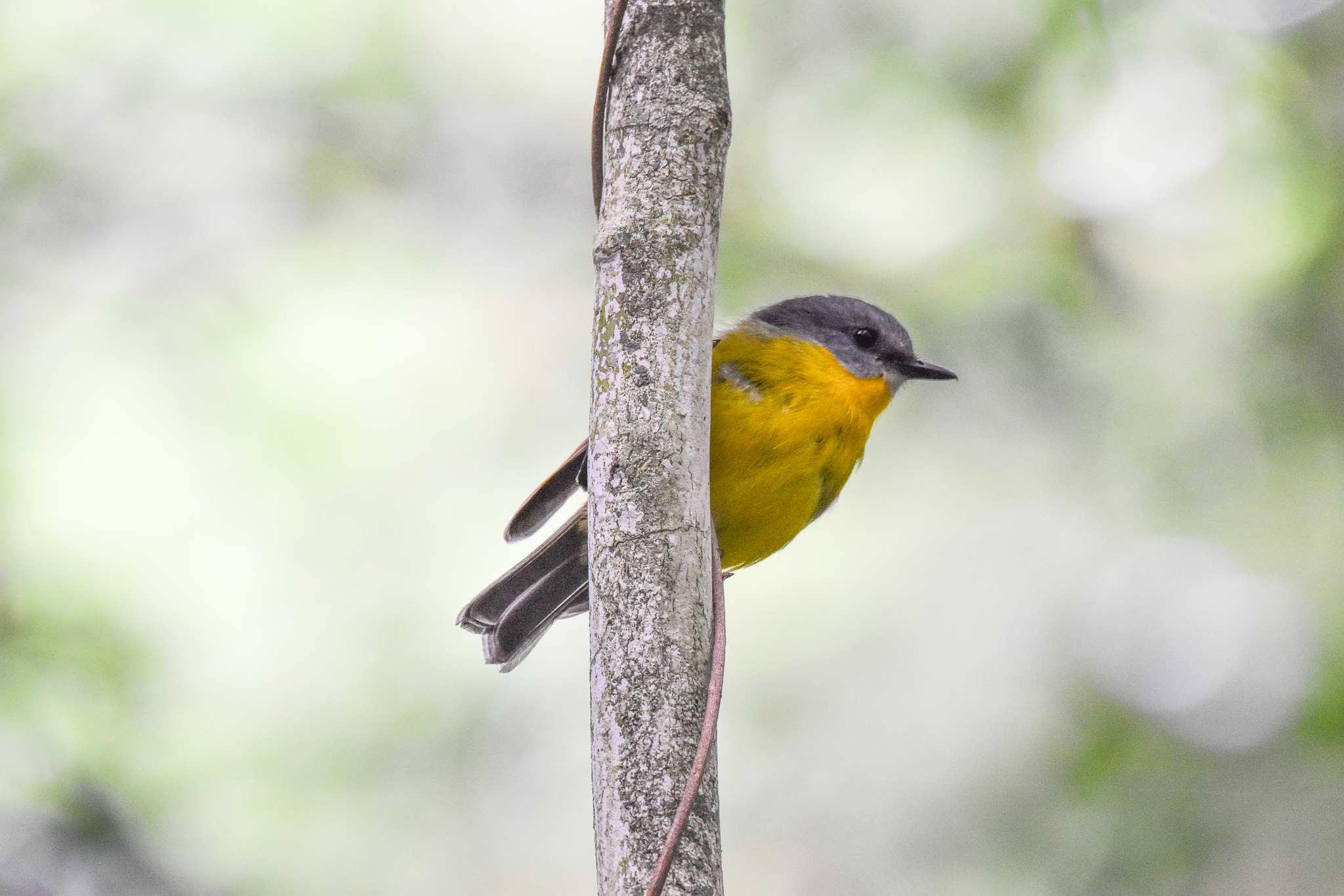 Eastern Yellow Robin