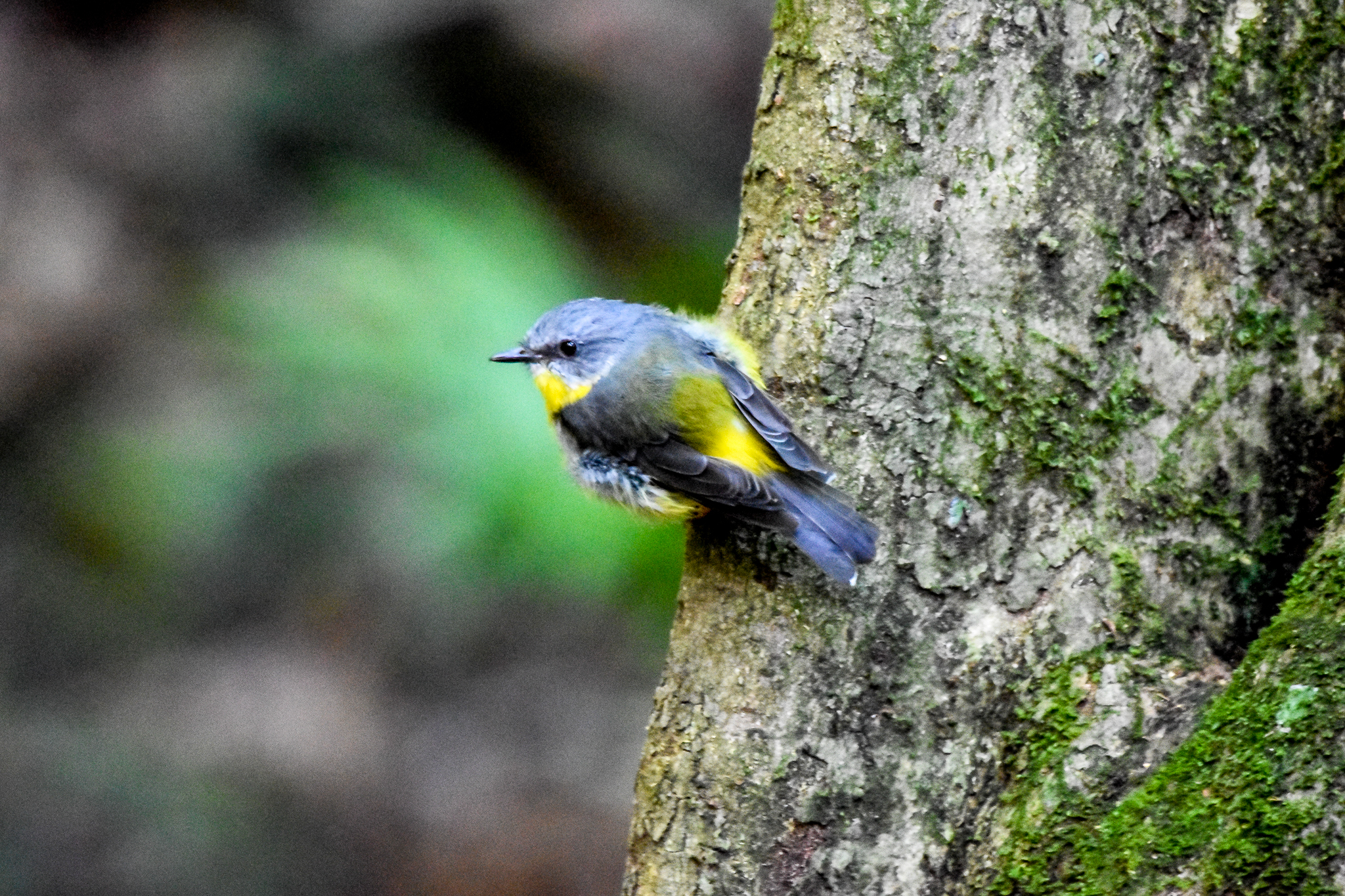 Eastern Yellow Robin