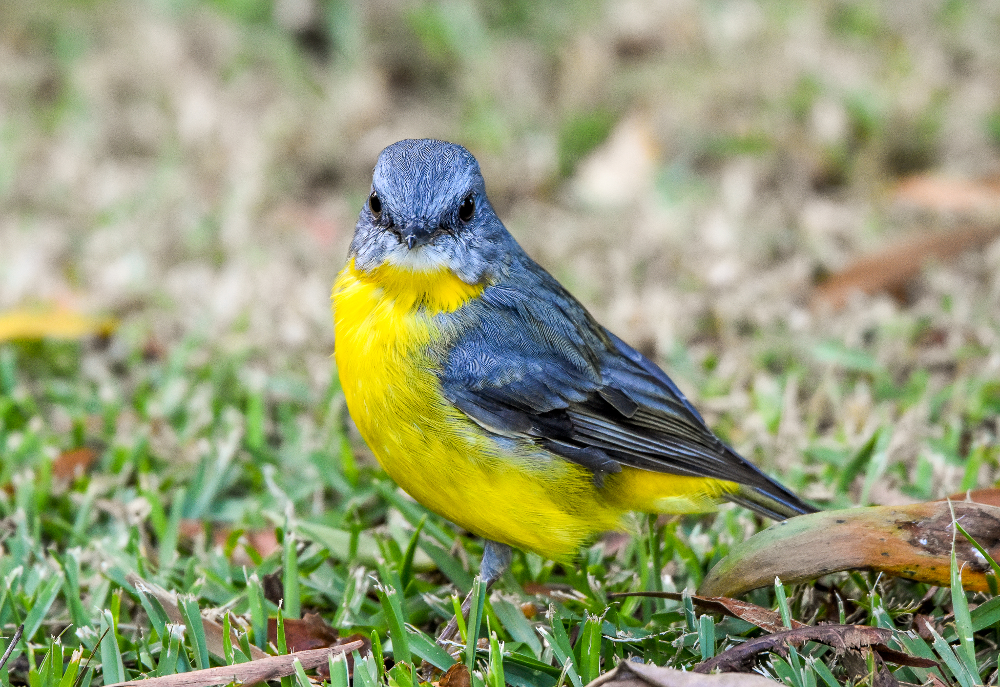 Eastern Yellow Robin