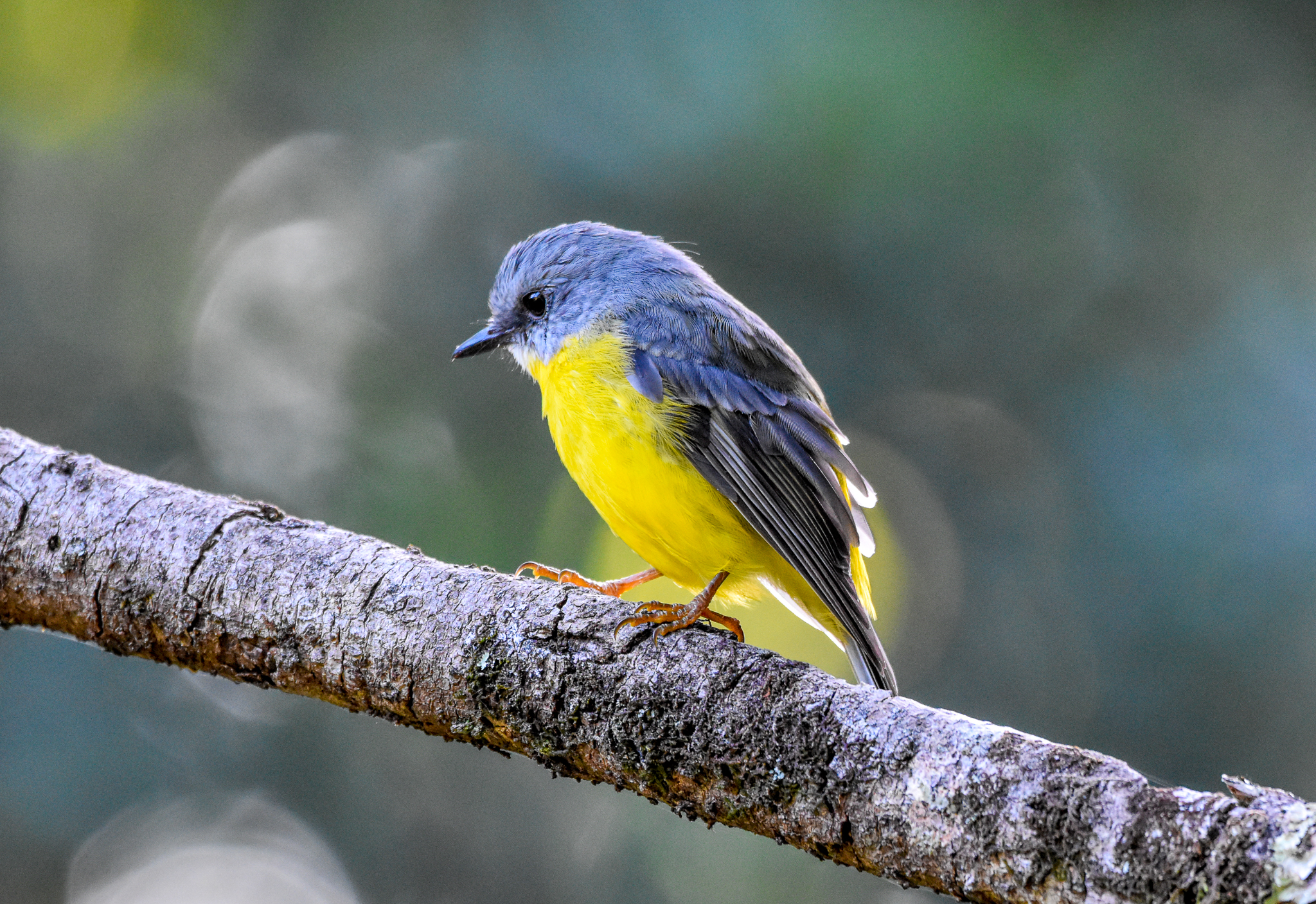 Eastern Yellow Robin