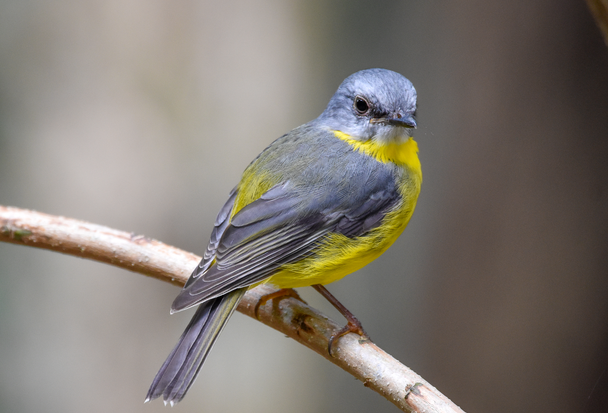 Eastern Yellow Robin