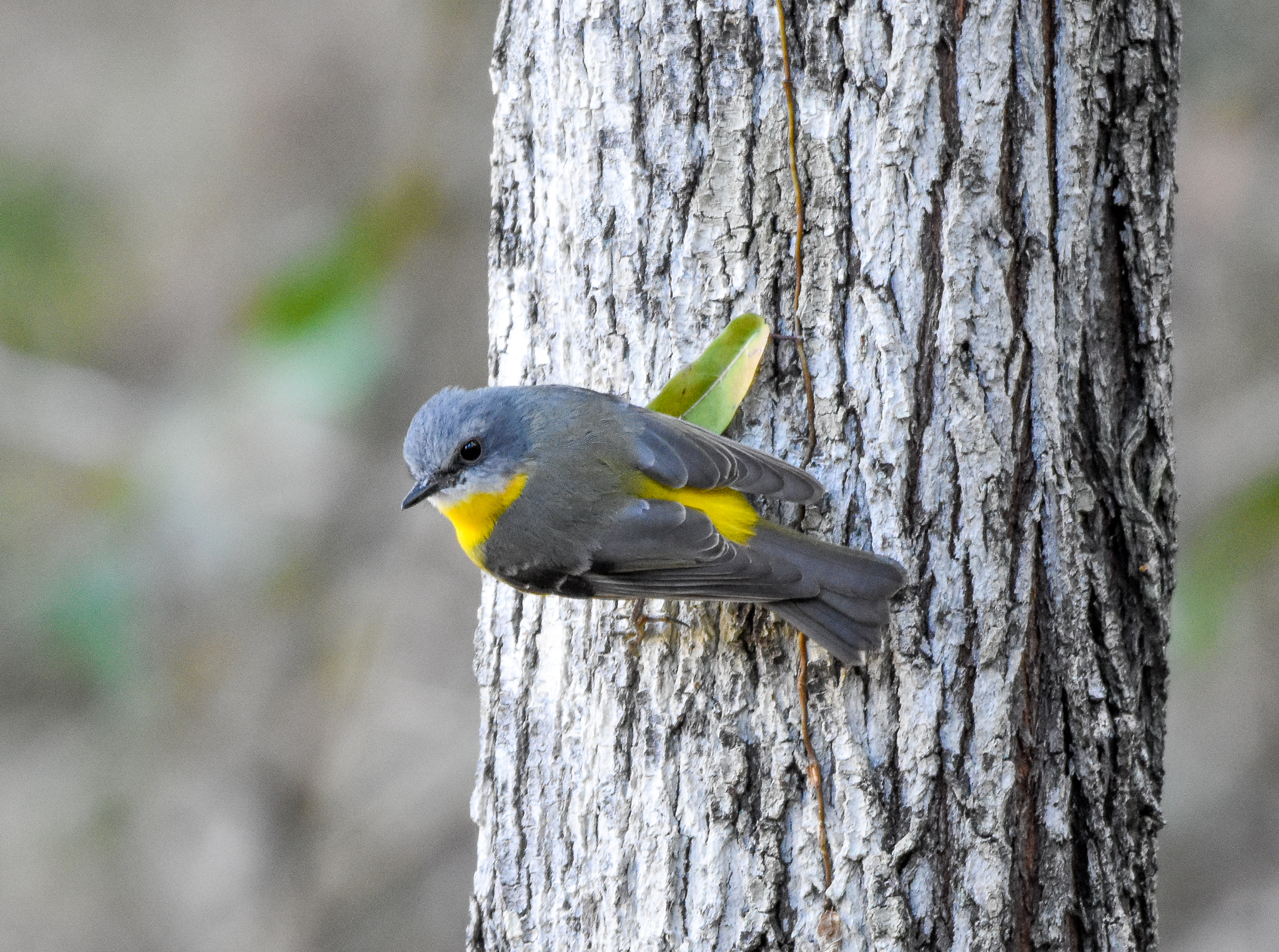 Eastern Yellow Robin