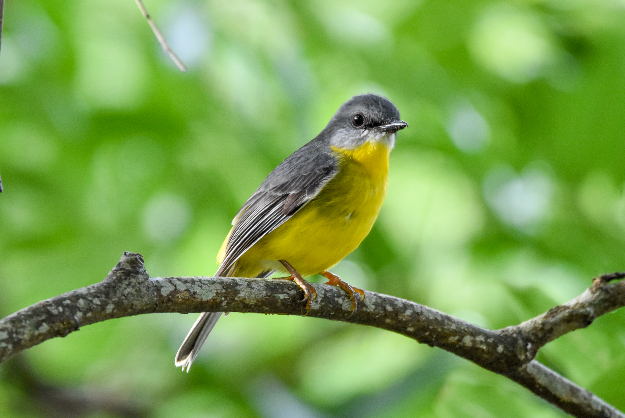 Eastern Yellow Robin