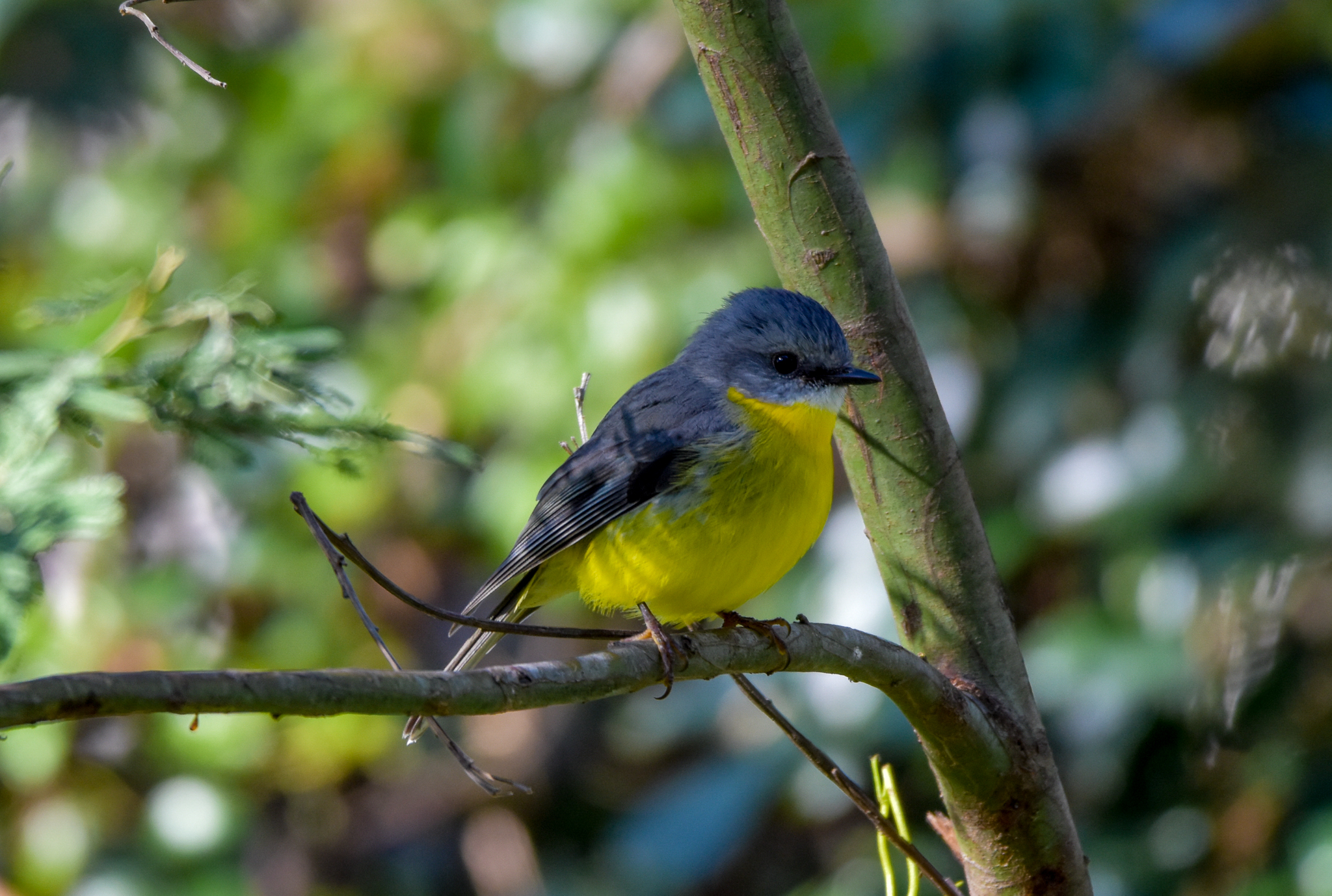 Eastern Yellow Robin