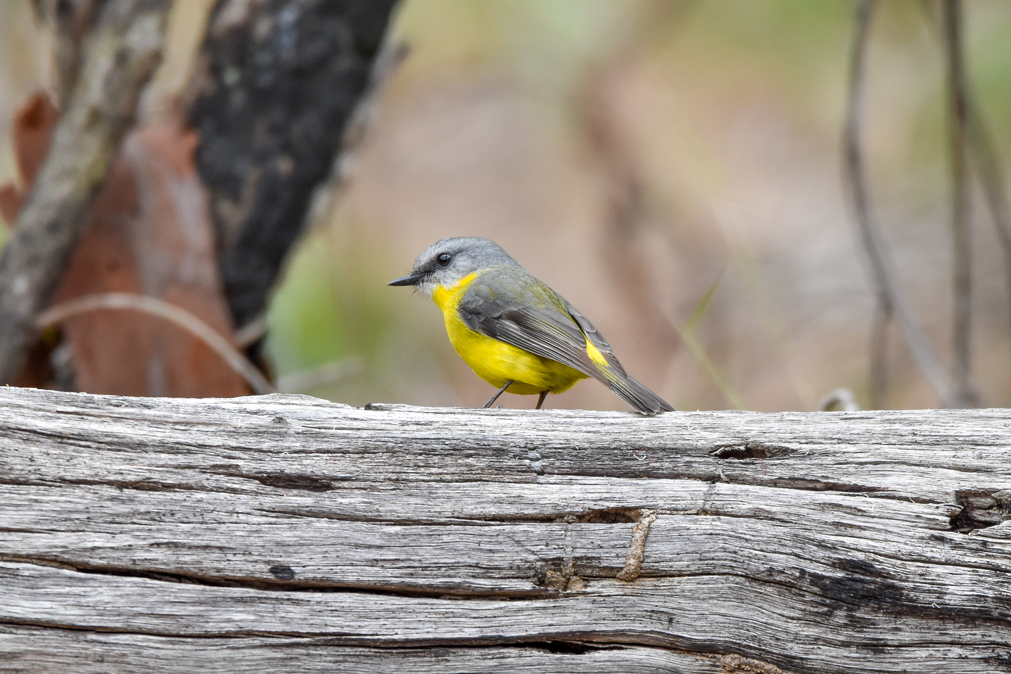 Eastern Yellow Robin