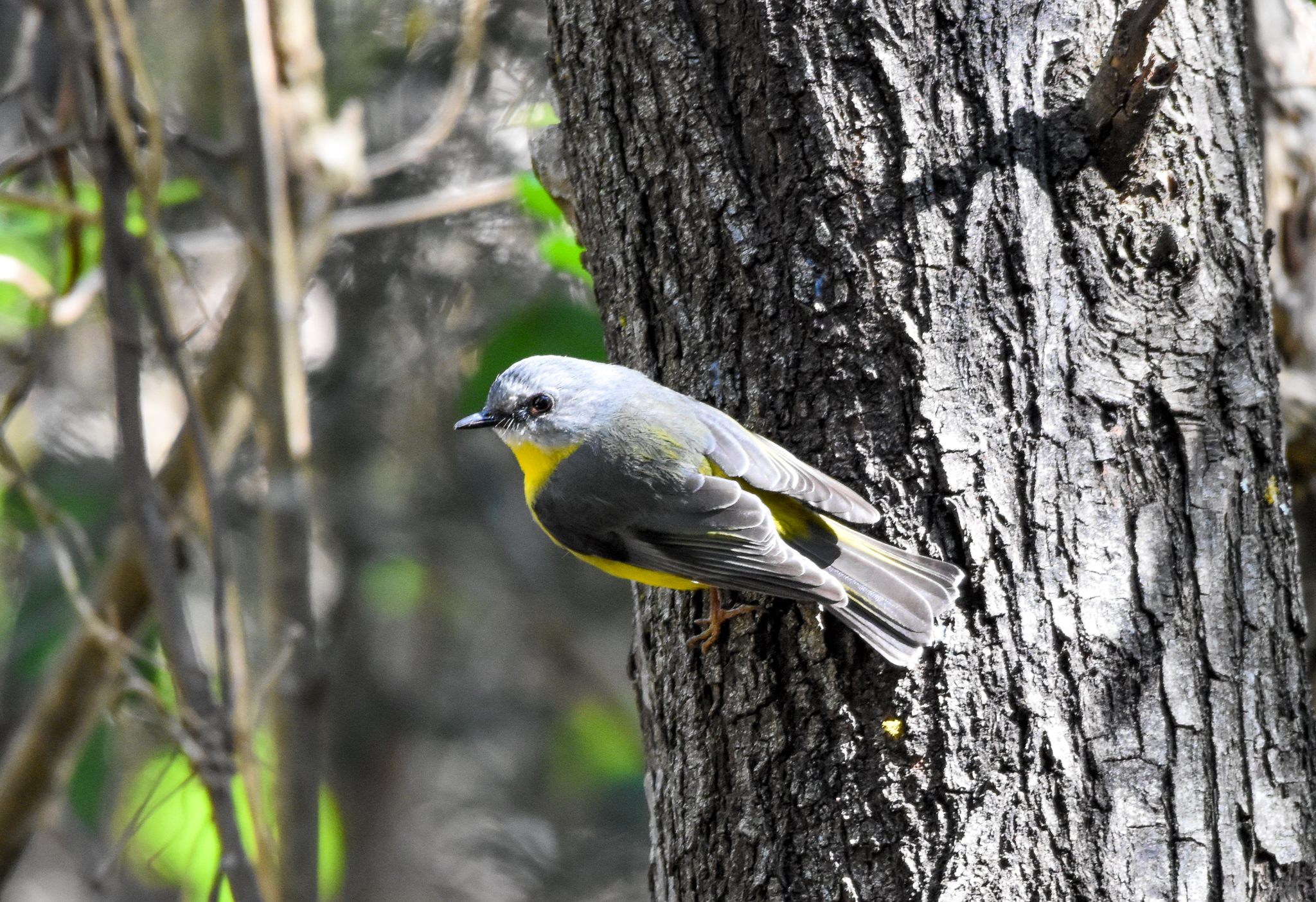 Eastern Yellow Robin