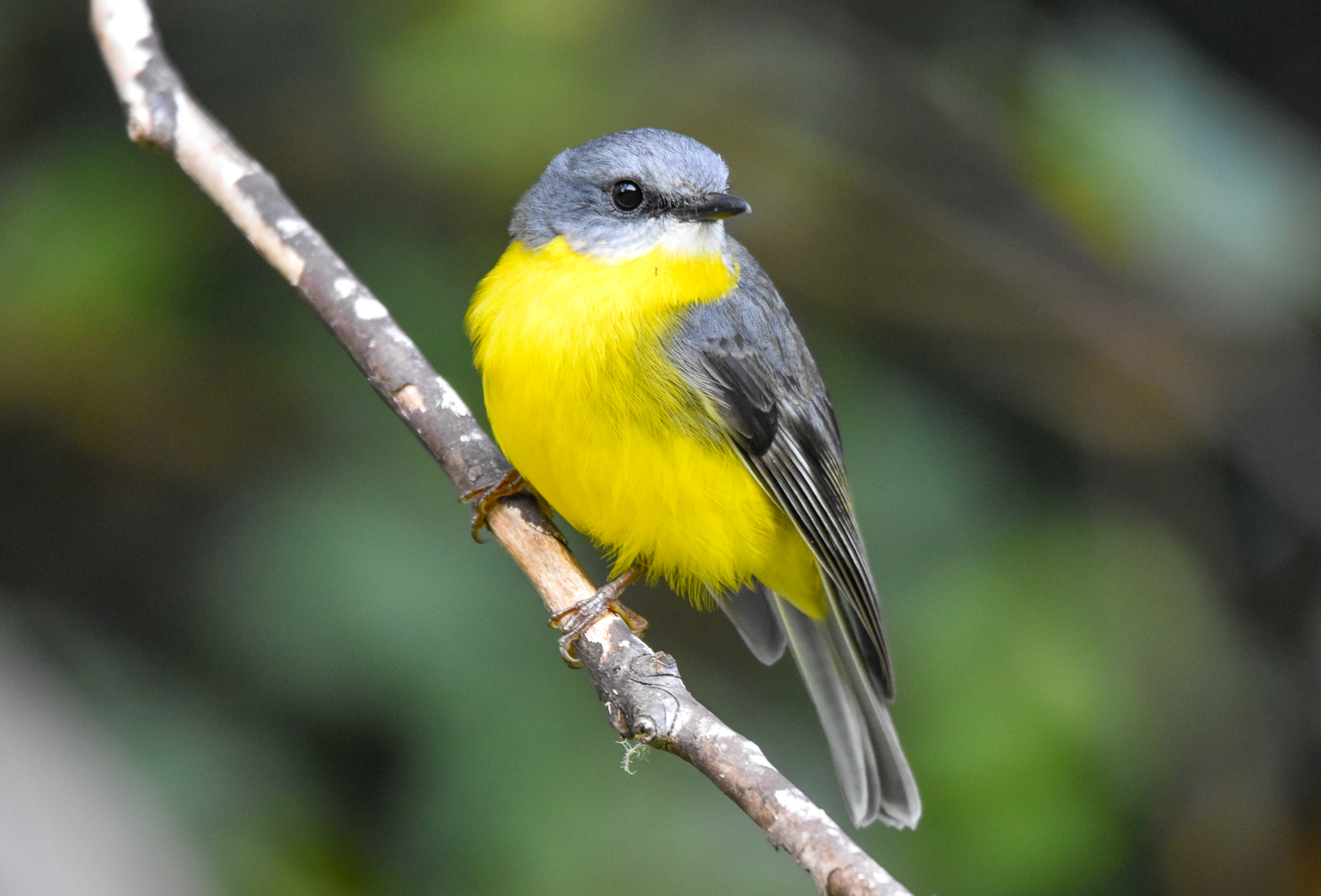 Eastern Yellow Robin