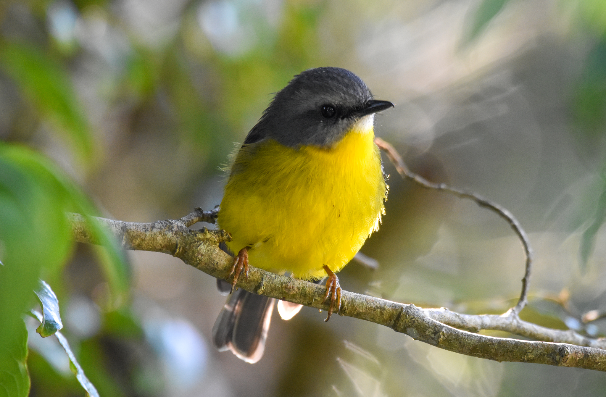 Eastern Yellow Robin