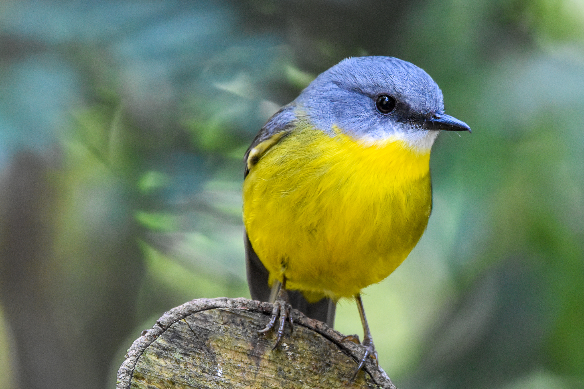 Eastern Yellow Robin