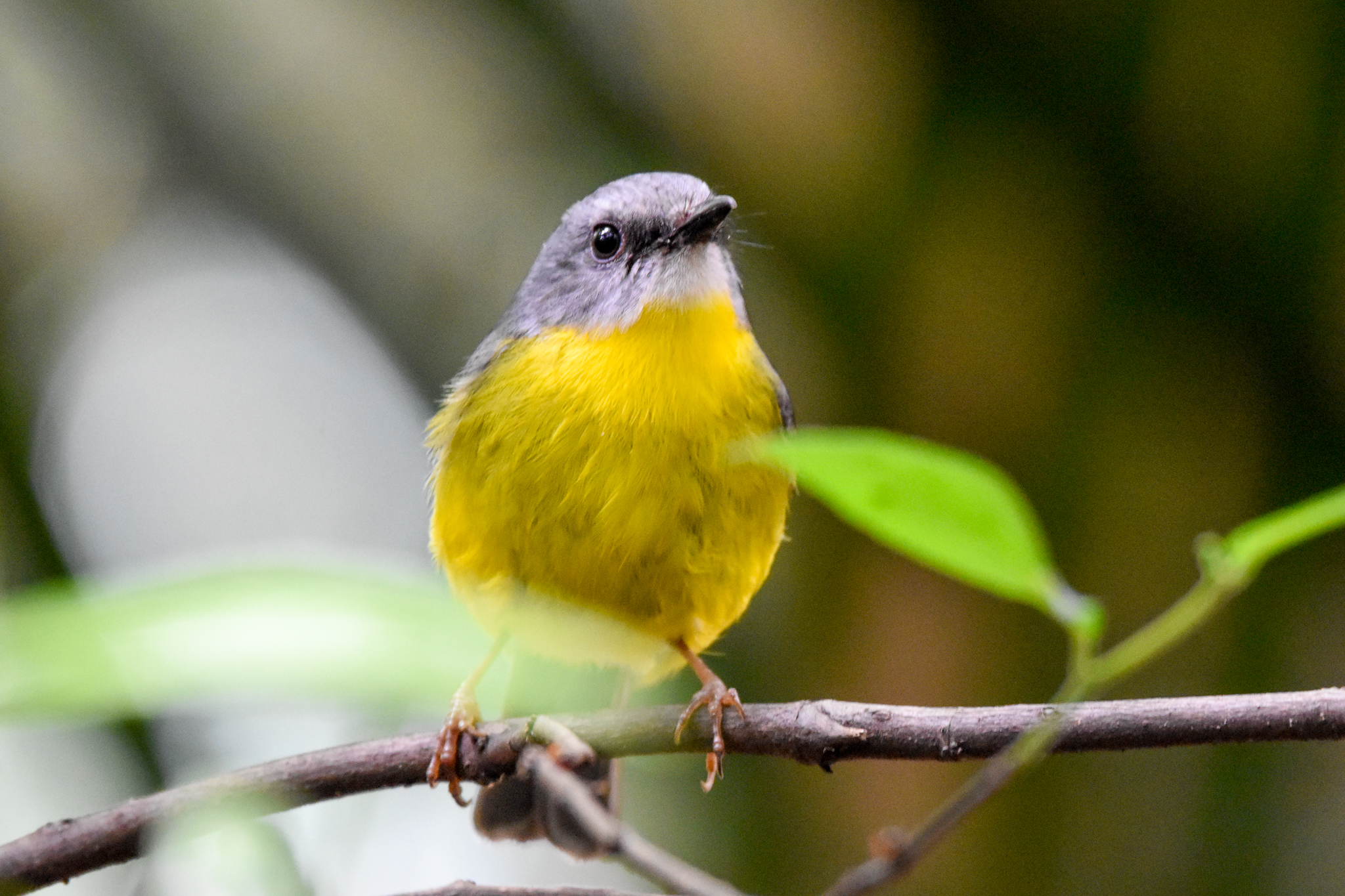 Eastern Yellow Robin