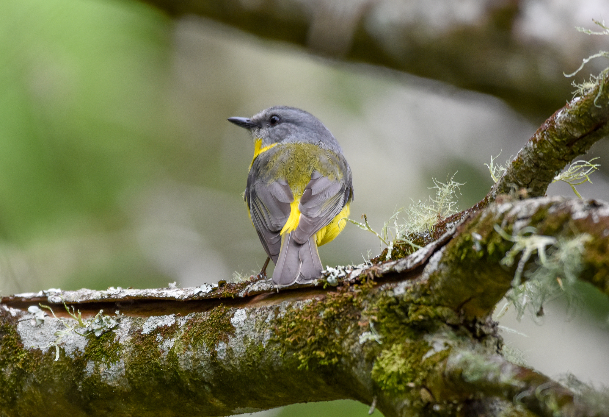 Eastern Yellow Robin