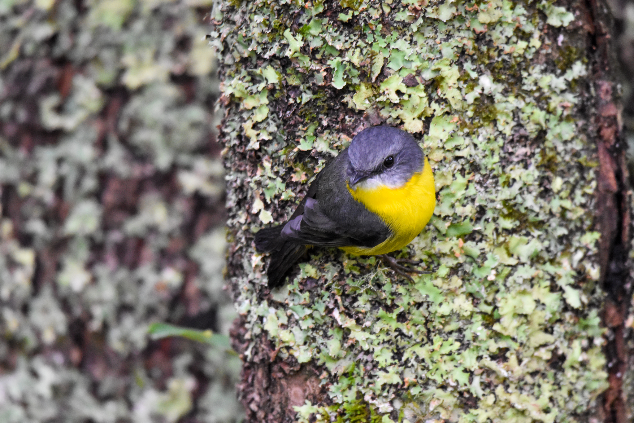 Eastern Yellow Robin