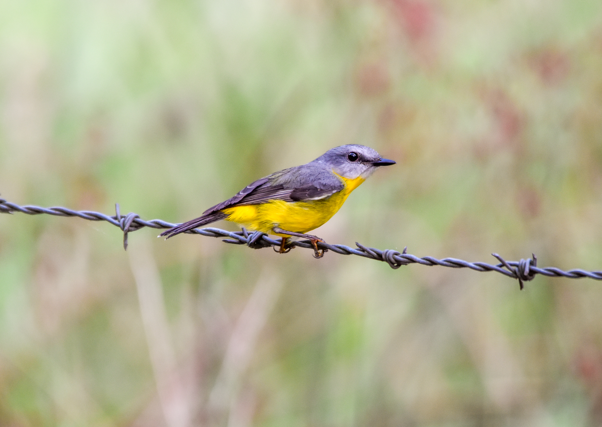 Eastern Yellow Robin