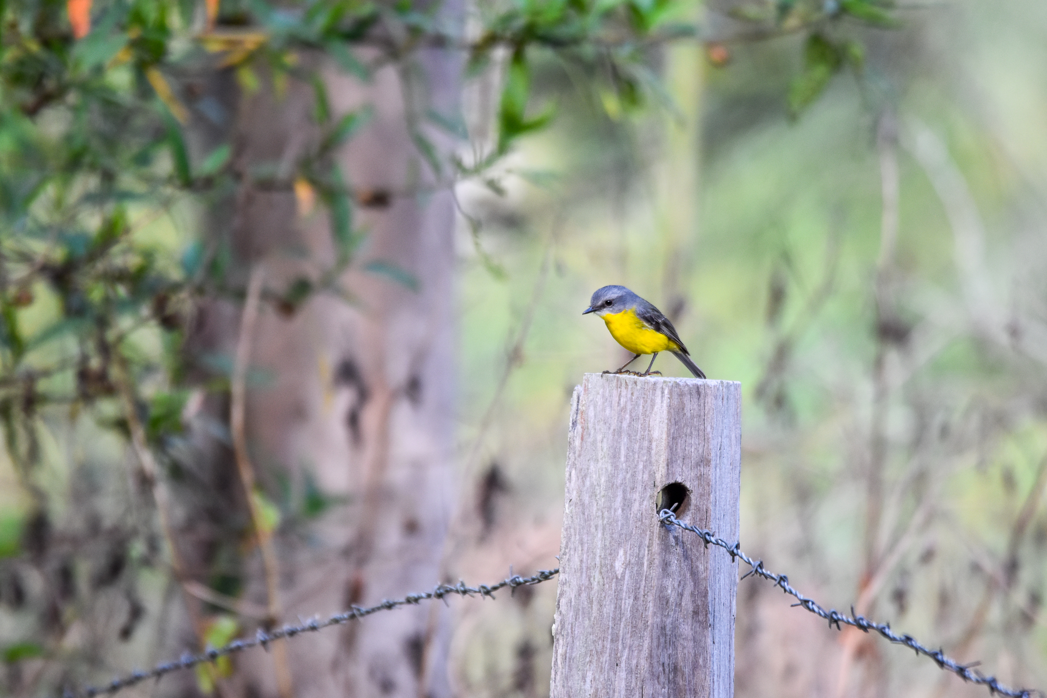 Eastern Yellow Robin