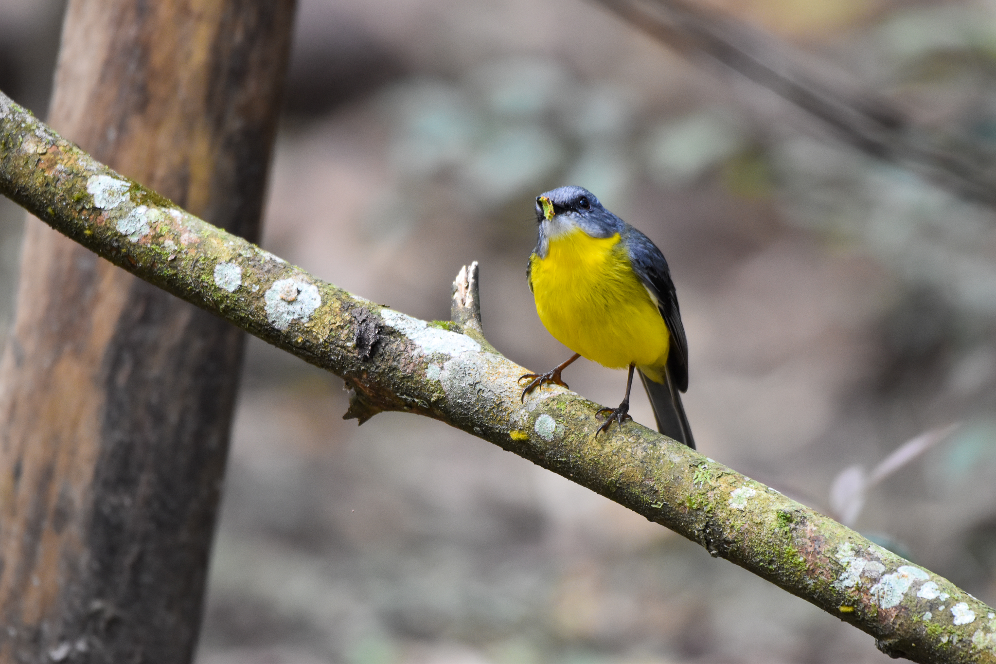 Eastern Yellow Robin