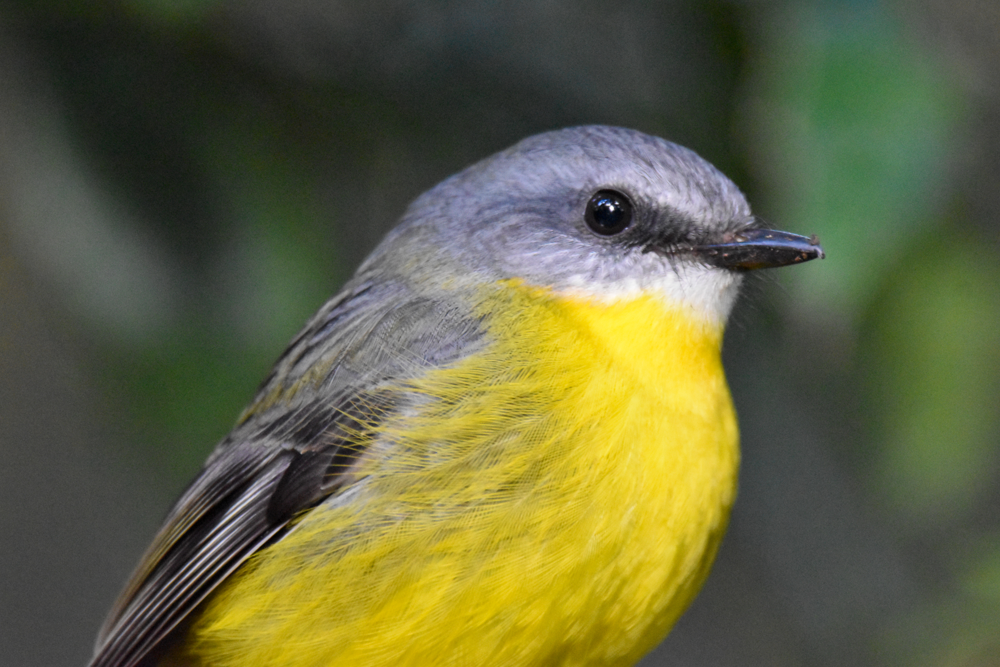 Eastern Yellow Robin