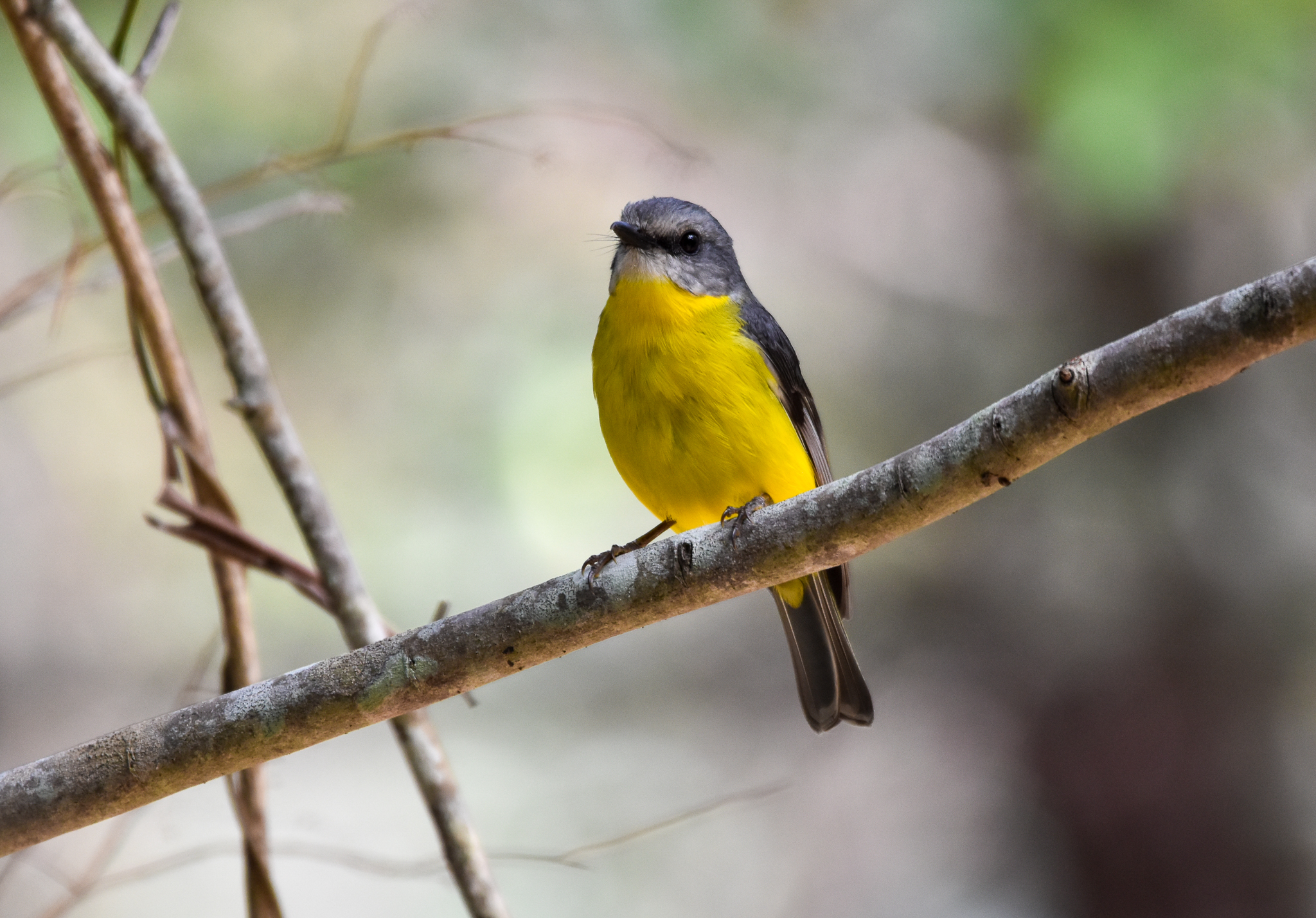 Eastern Yellow Robin
