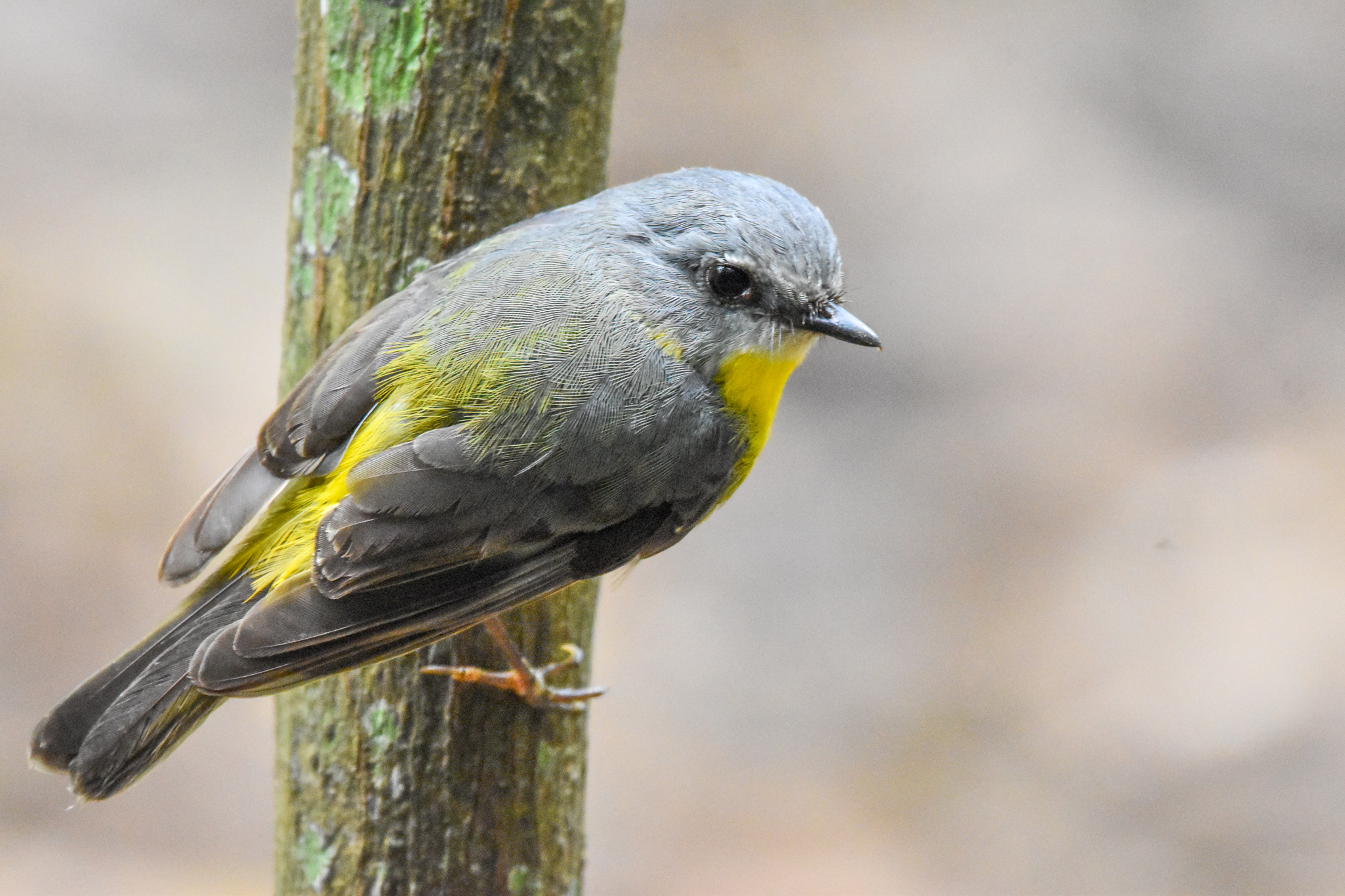 Eastern Yellow Robin
