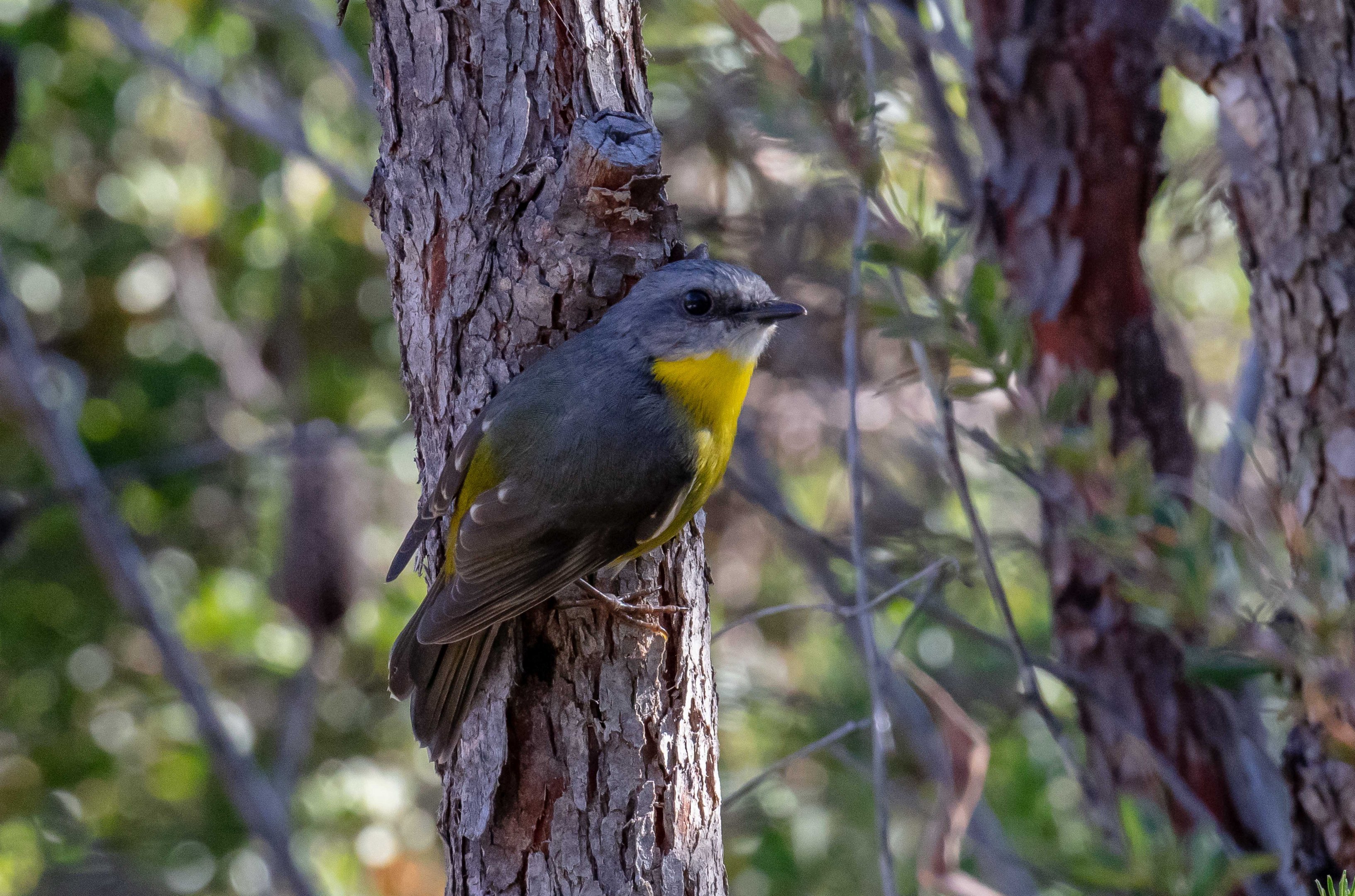 Eastern Yellow Robin