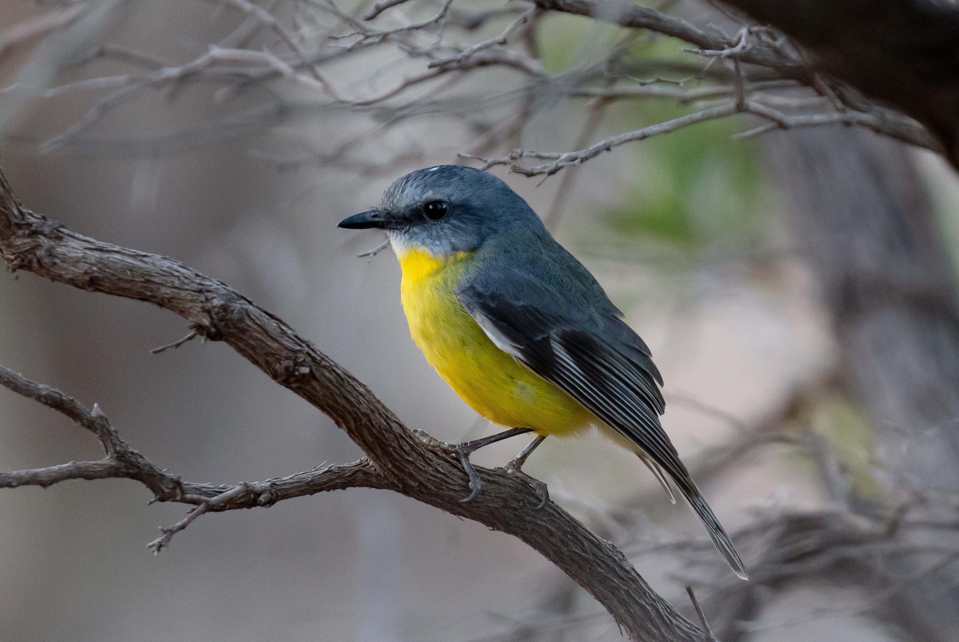 Eastern Yellow Robin