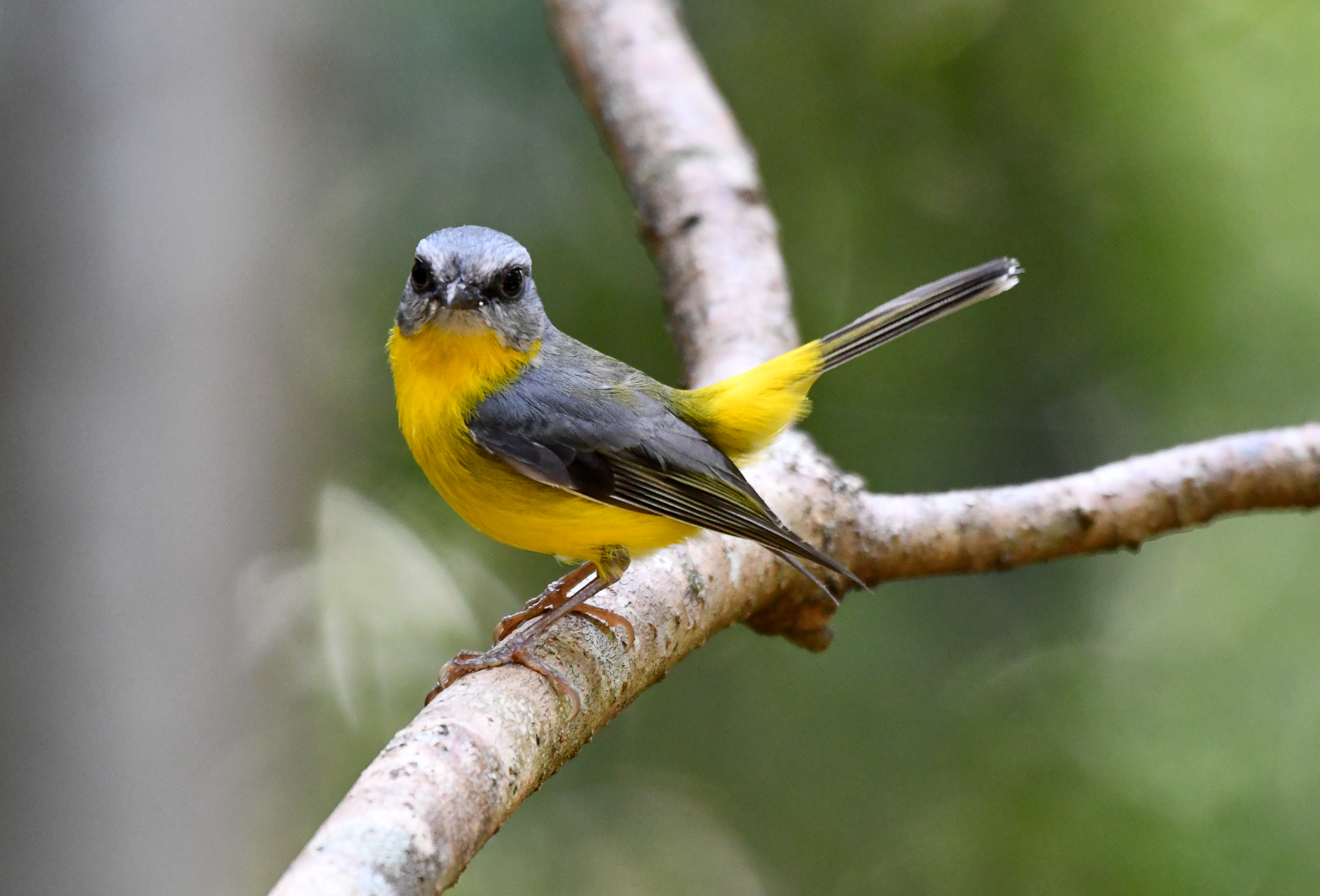 Eastern Yellow Robin