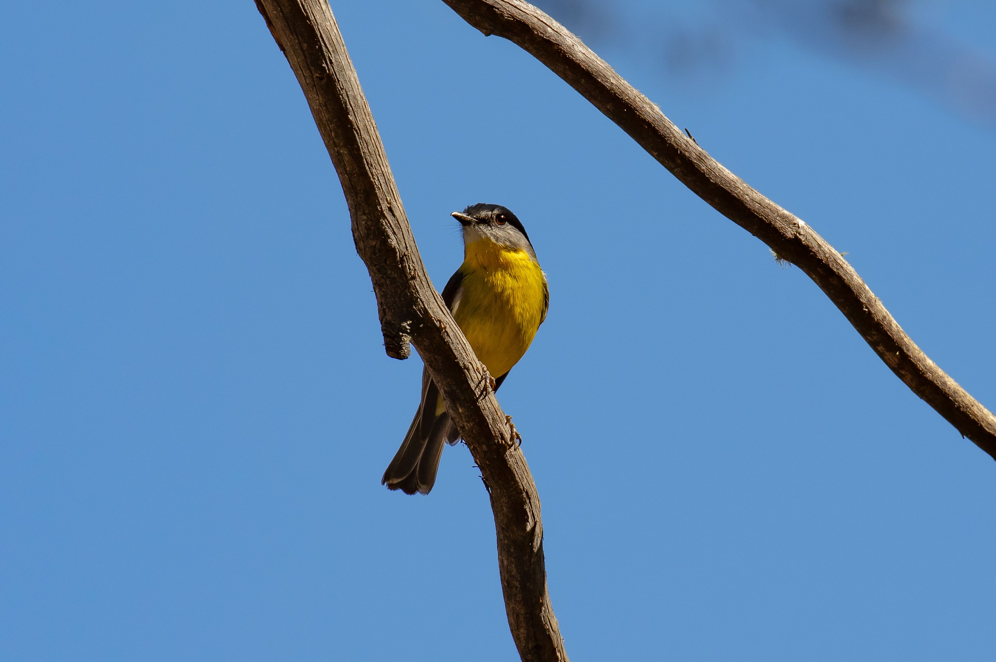 Eastern Yellow Robin