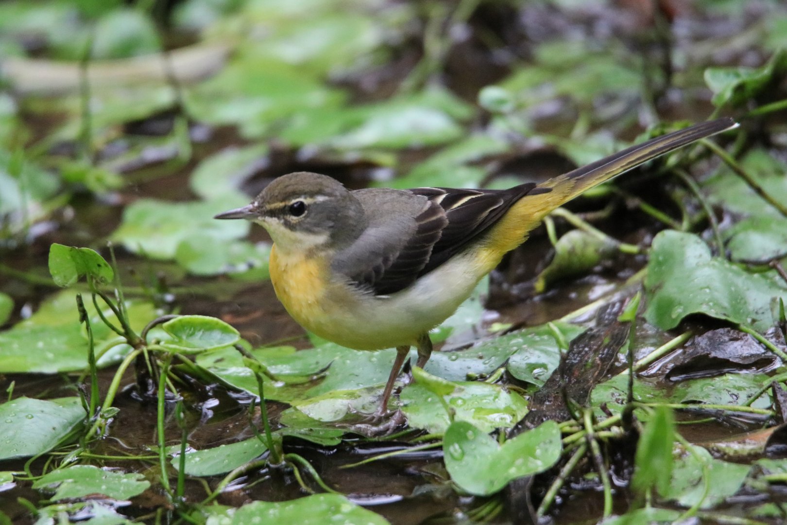 Eastern Yellow Wagtail (Motacilla tschutschensis)