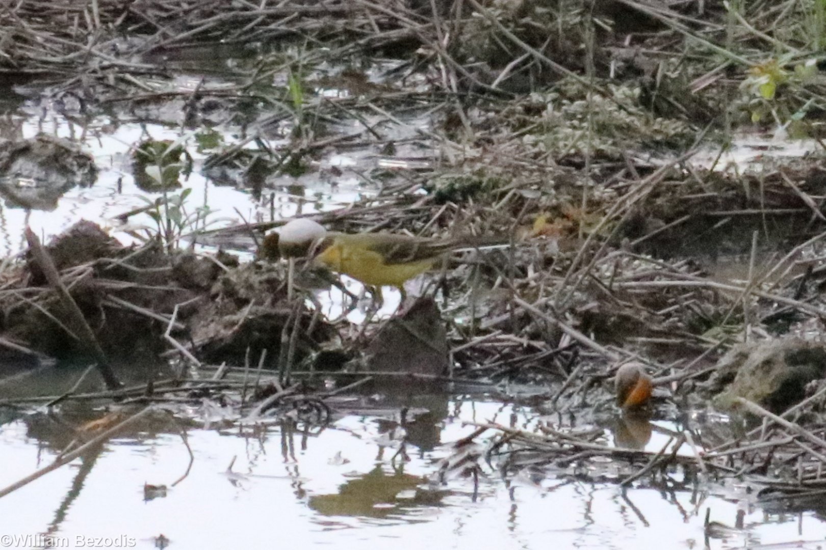 Eastern Yellow Wagtail, subspecies ID? - Bang Pra Non-hunting Area