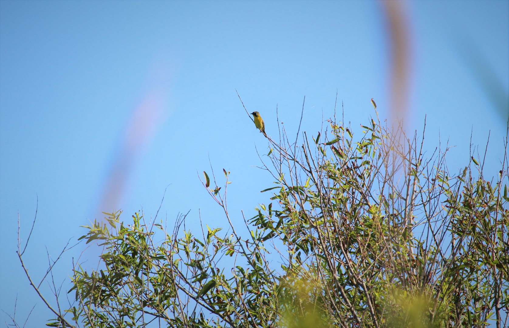 Eastern Yellowthroat