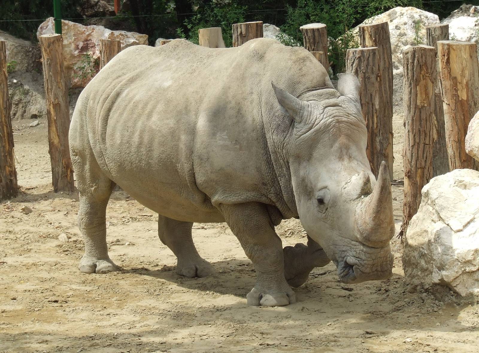 Easy Boy @ Budapest Zoo