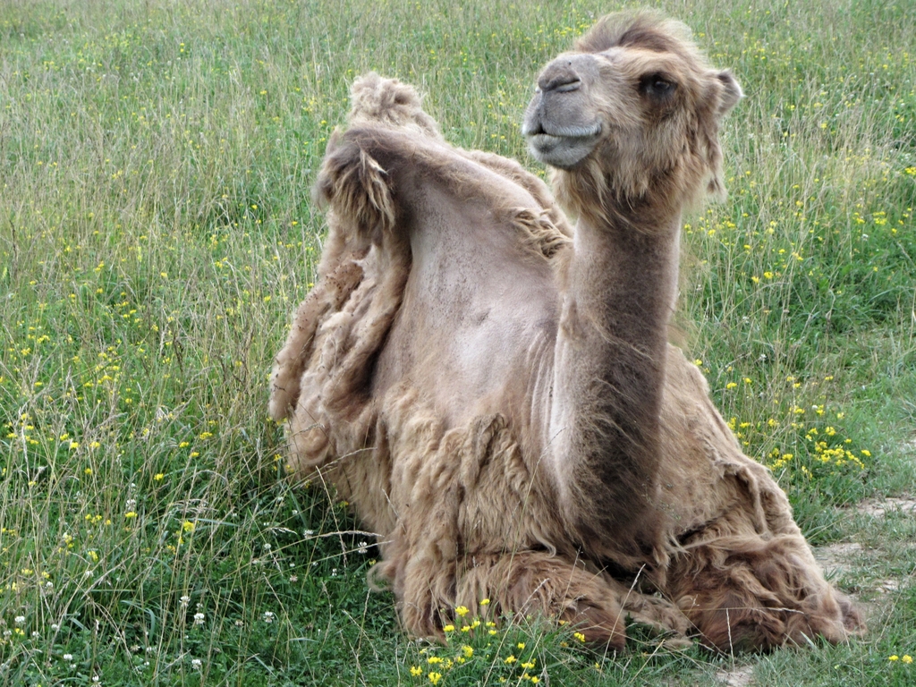 Easy, Breezy, Beautiful Cover Camel!